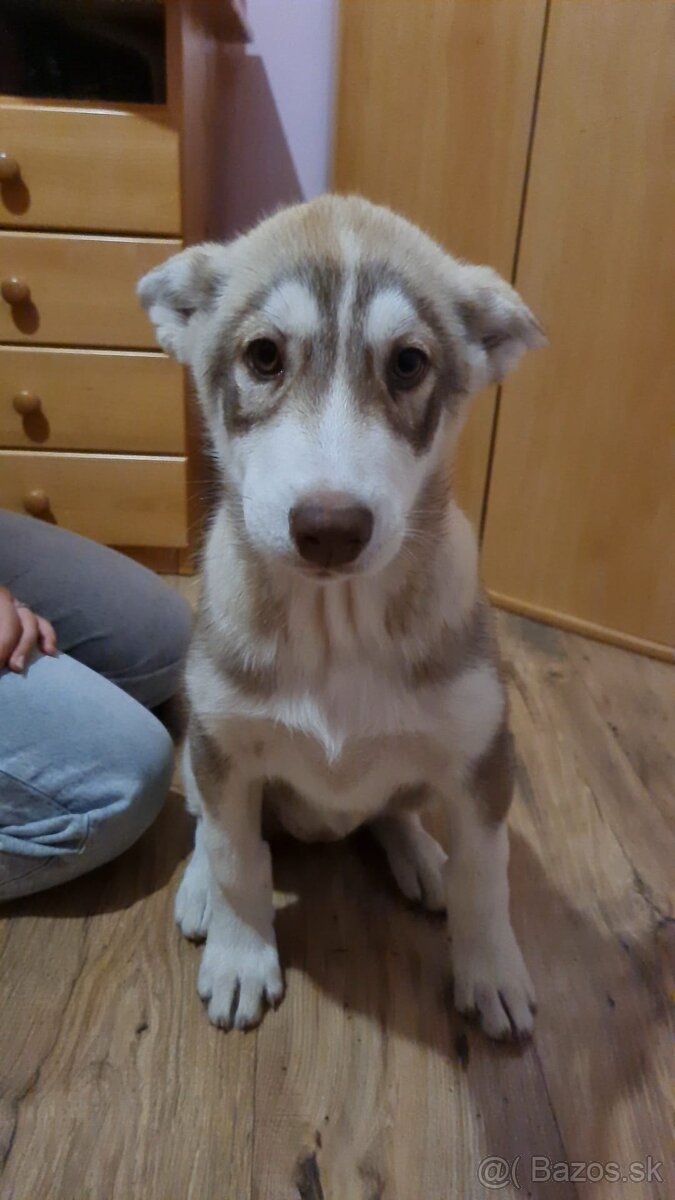 Šteniatko sibírsky husky
