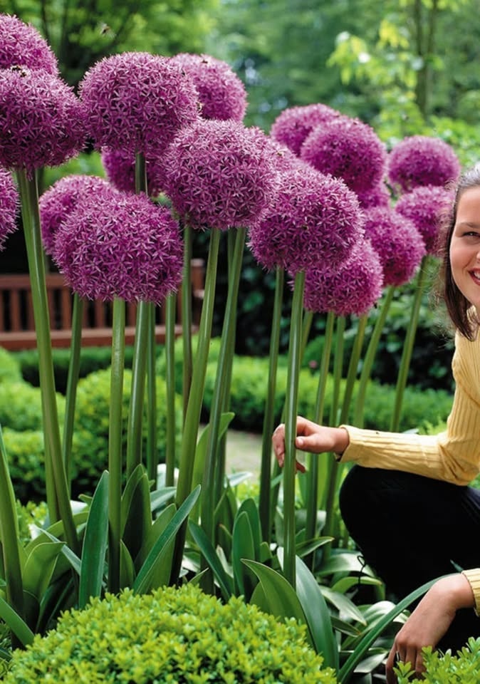 Okrasný cesnak Gladiator - veľkokvetý