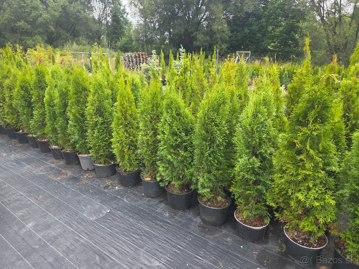 Tuja smaragd 130 cm