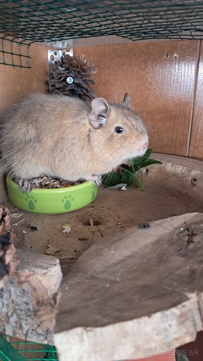 Osmak degu