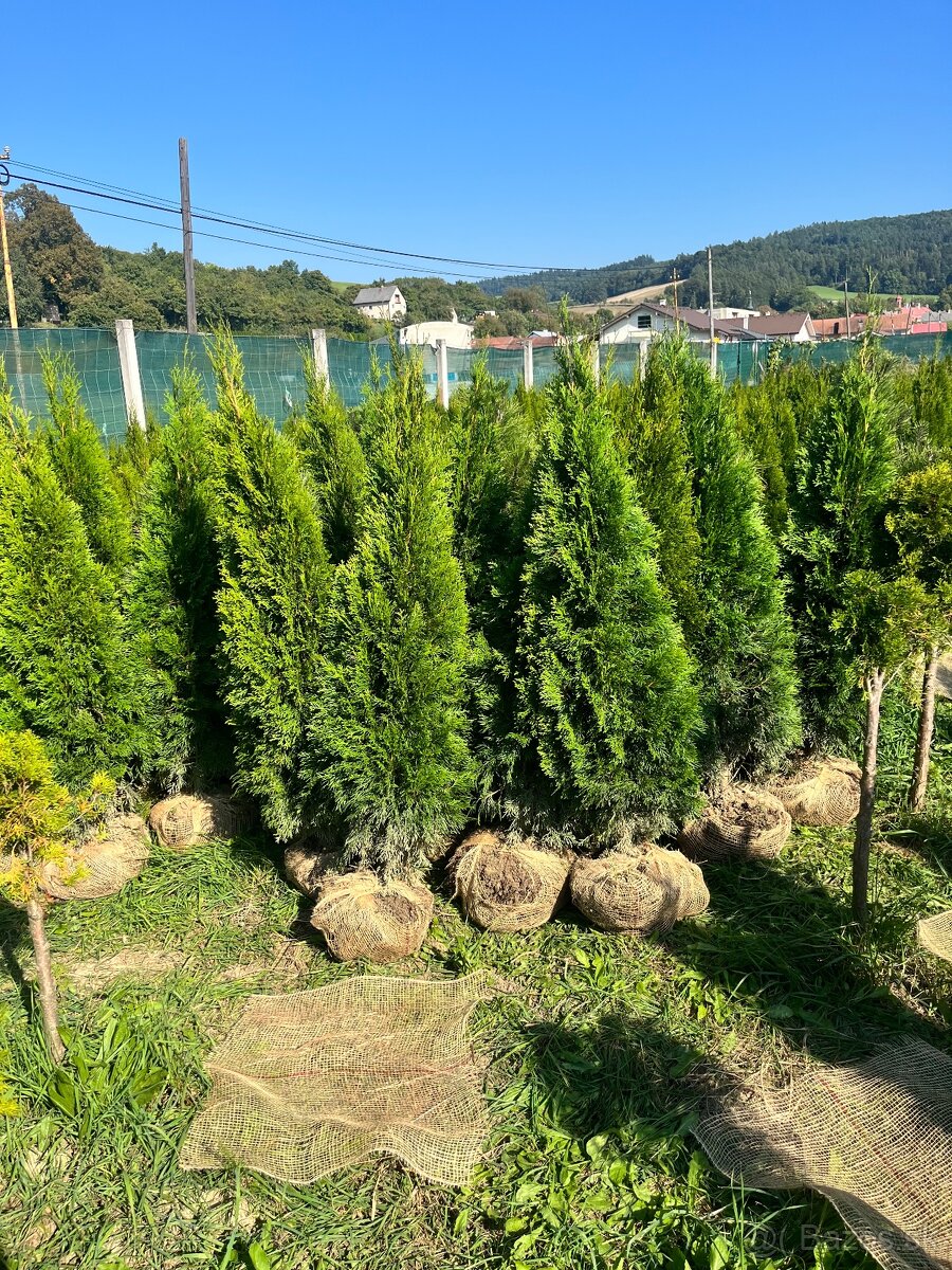 Tuje Smaragd a iné rastliny (dovoz 30€ na adresu)