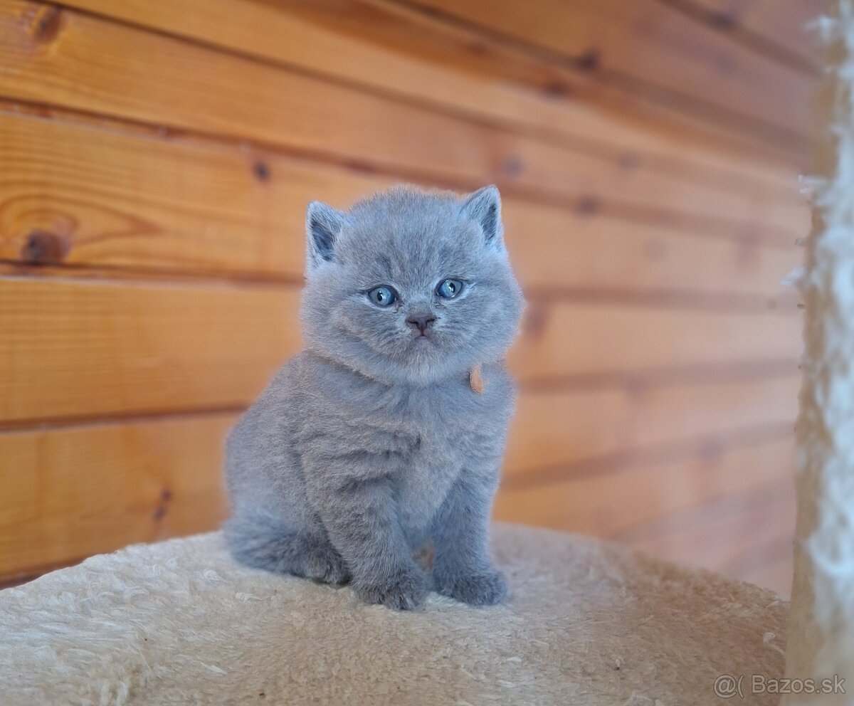 Britské mačiatka s PP