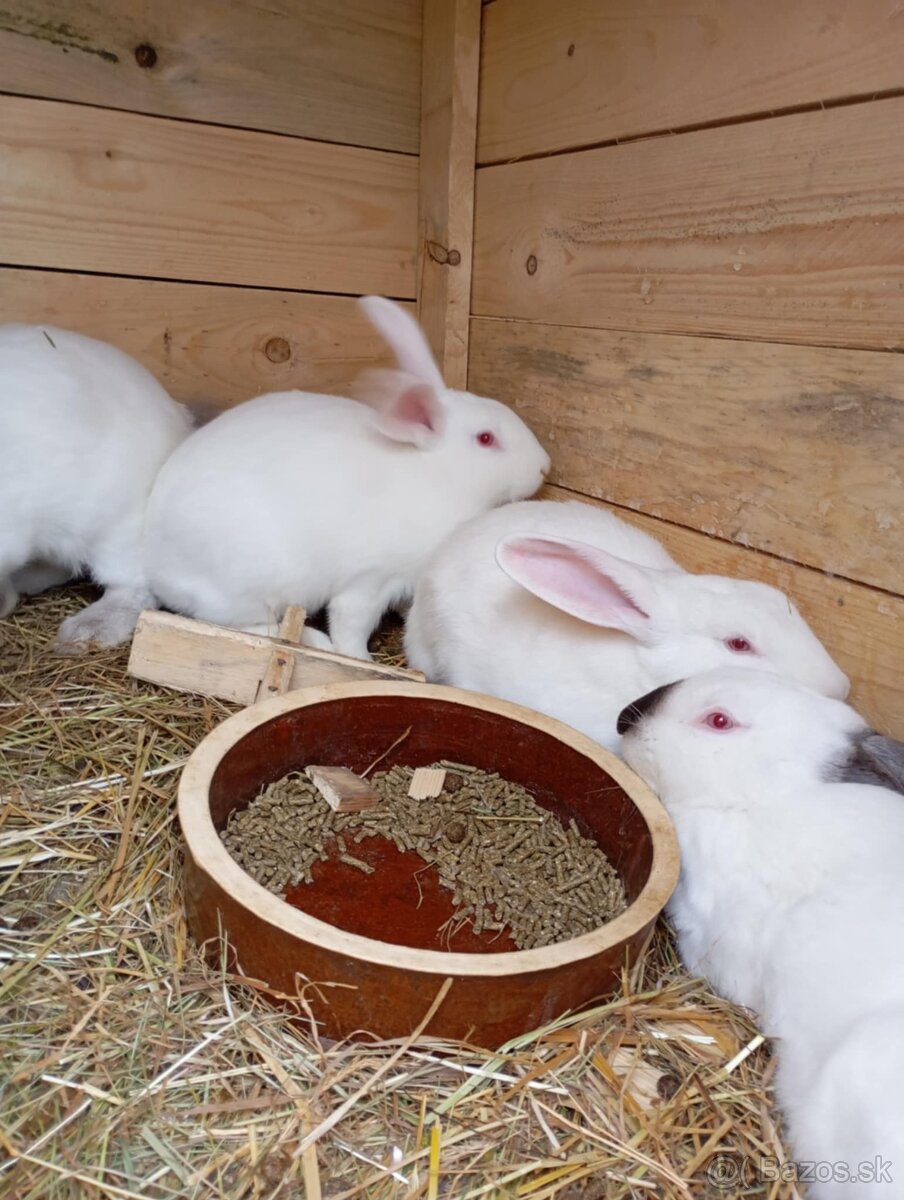 Ponúkam na predaj čisto krvné samice Hyla