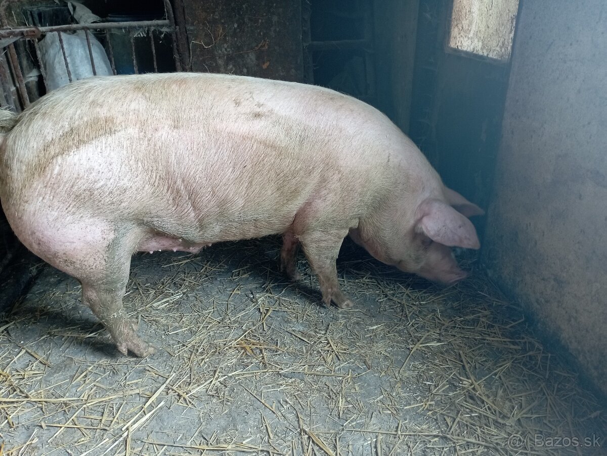 Jatočná osipana