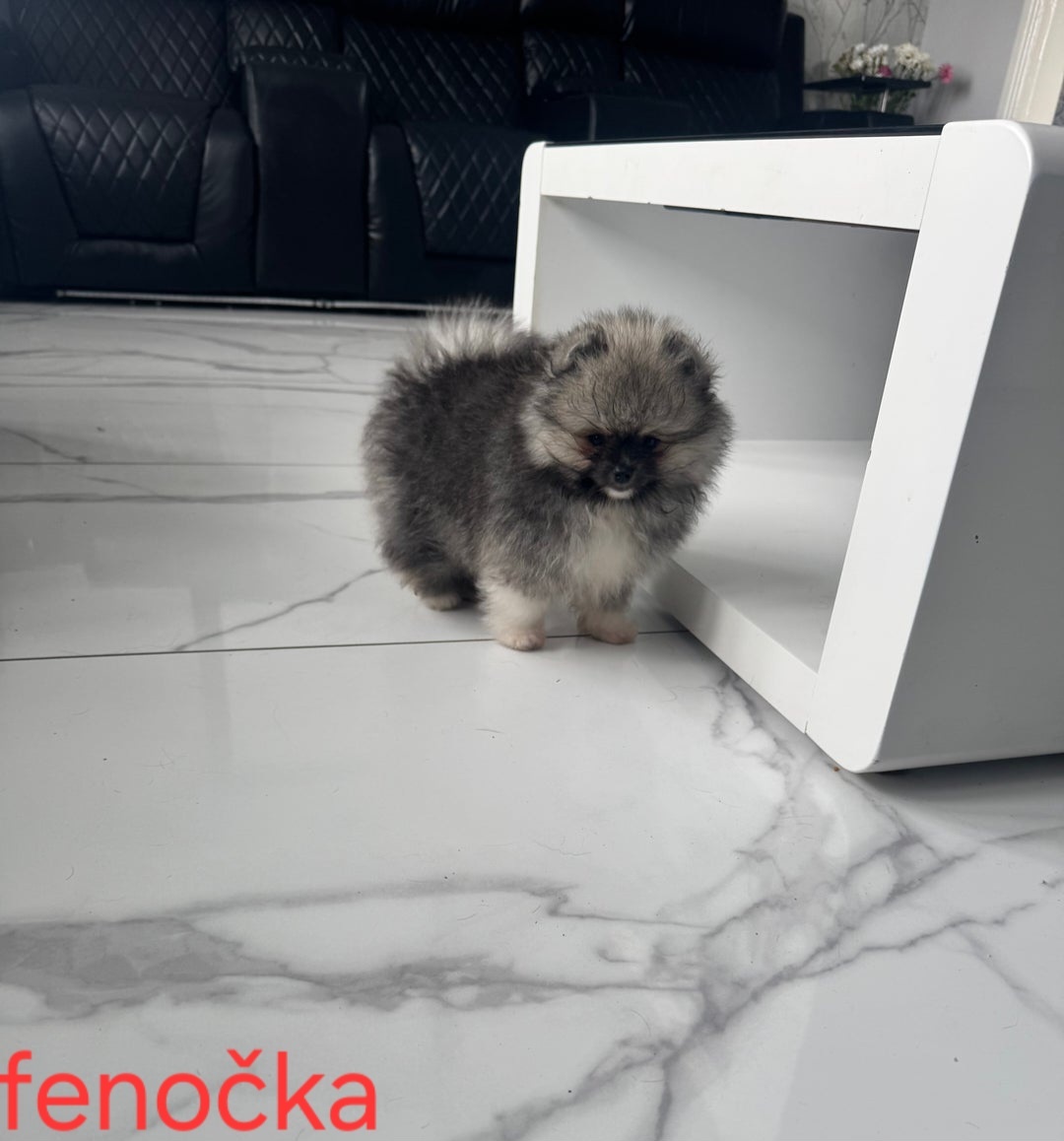 Pomeranian mini