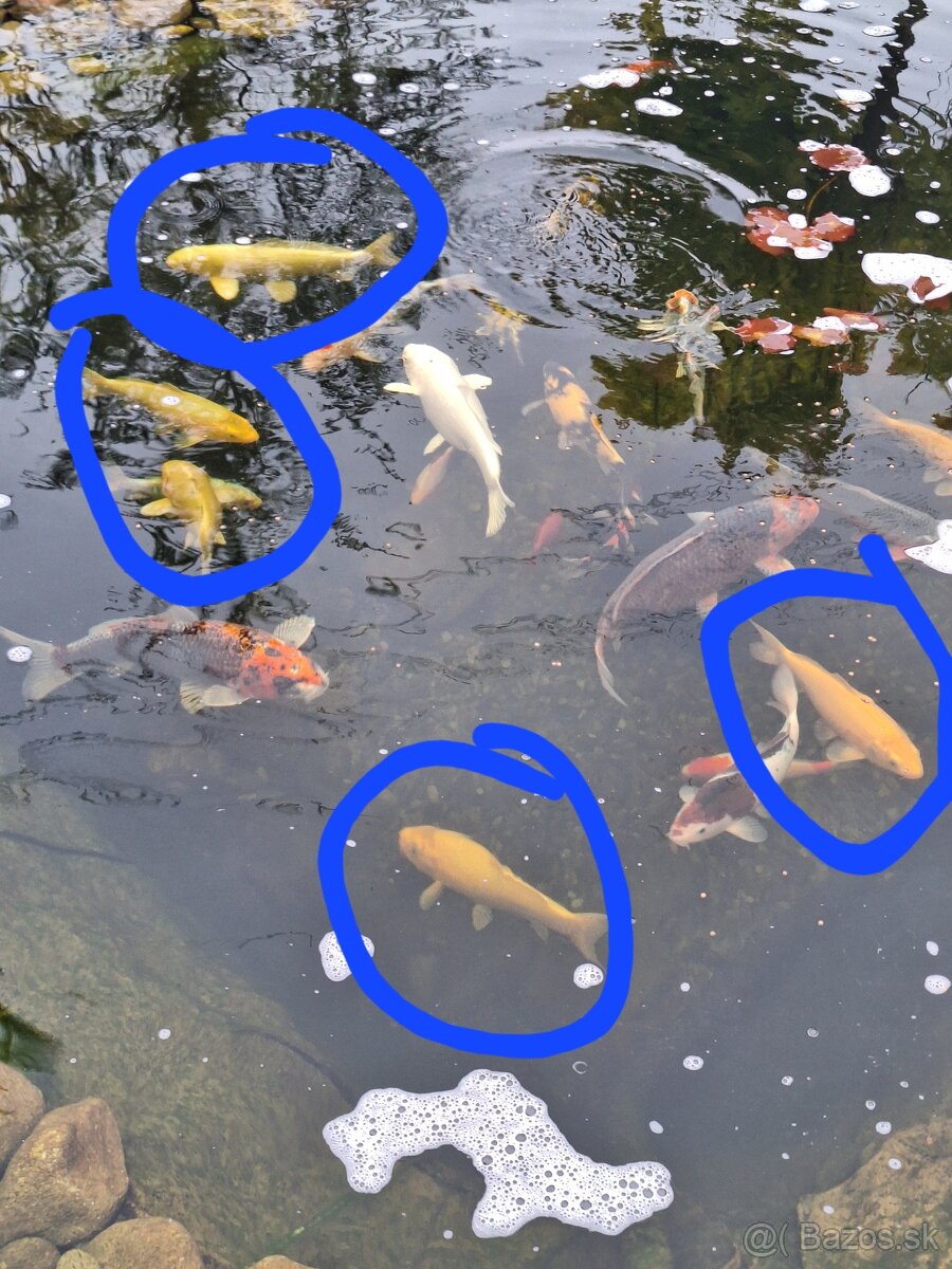 Koi kapre