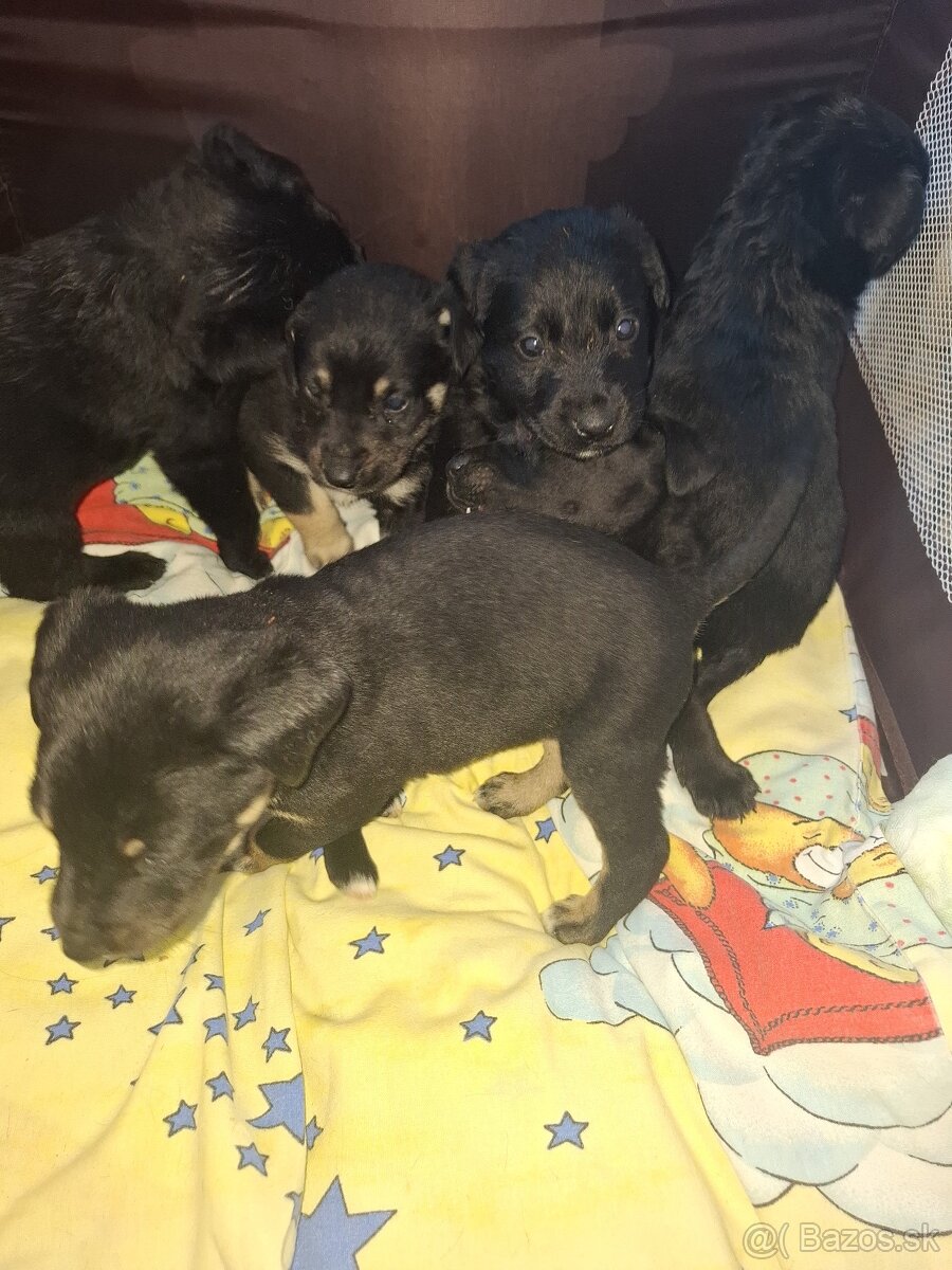 Labrador