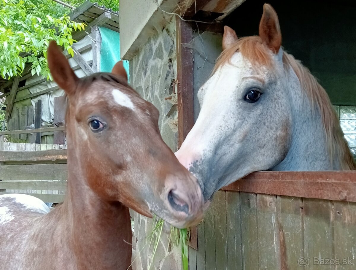 Appaloosa valach 2023
