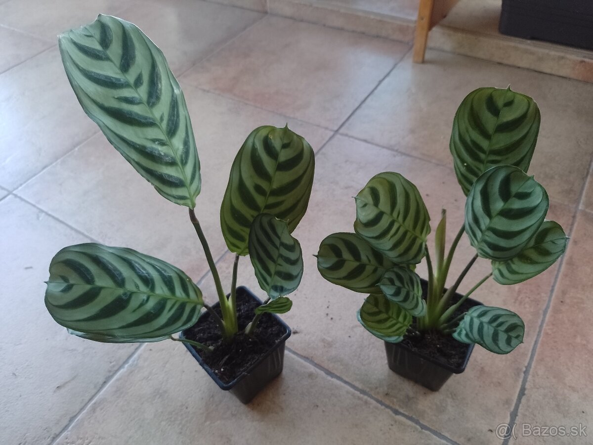 Ctenante Burble Marxii izb.rastlina 1ks/5€+posta