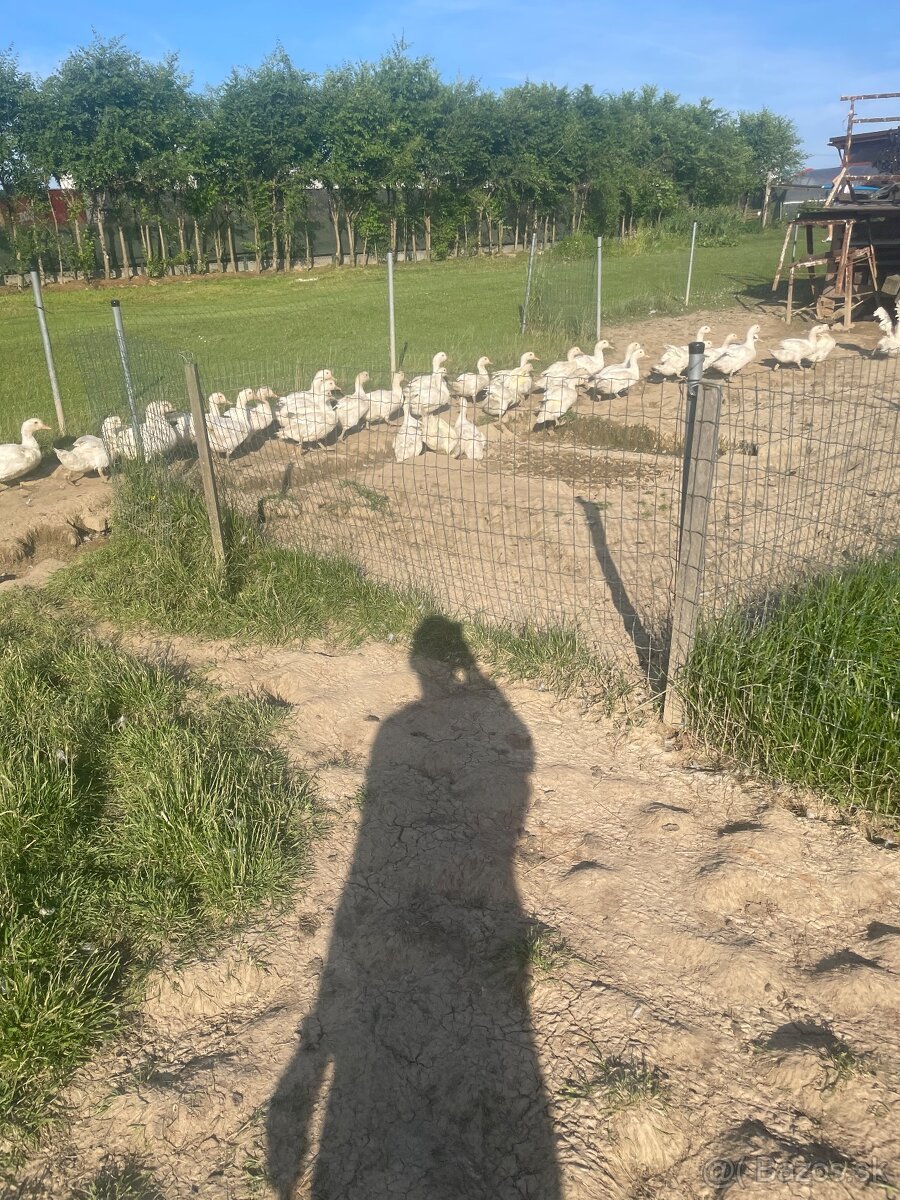 Kačky husokačky
