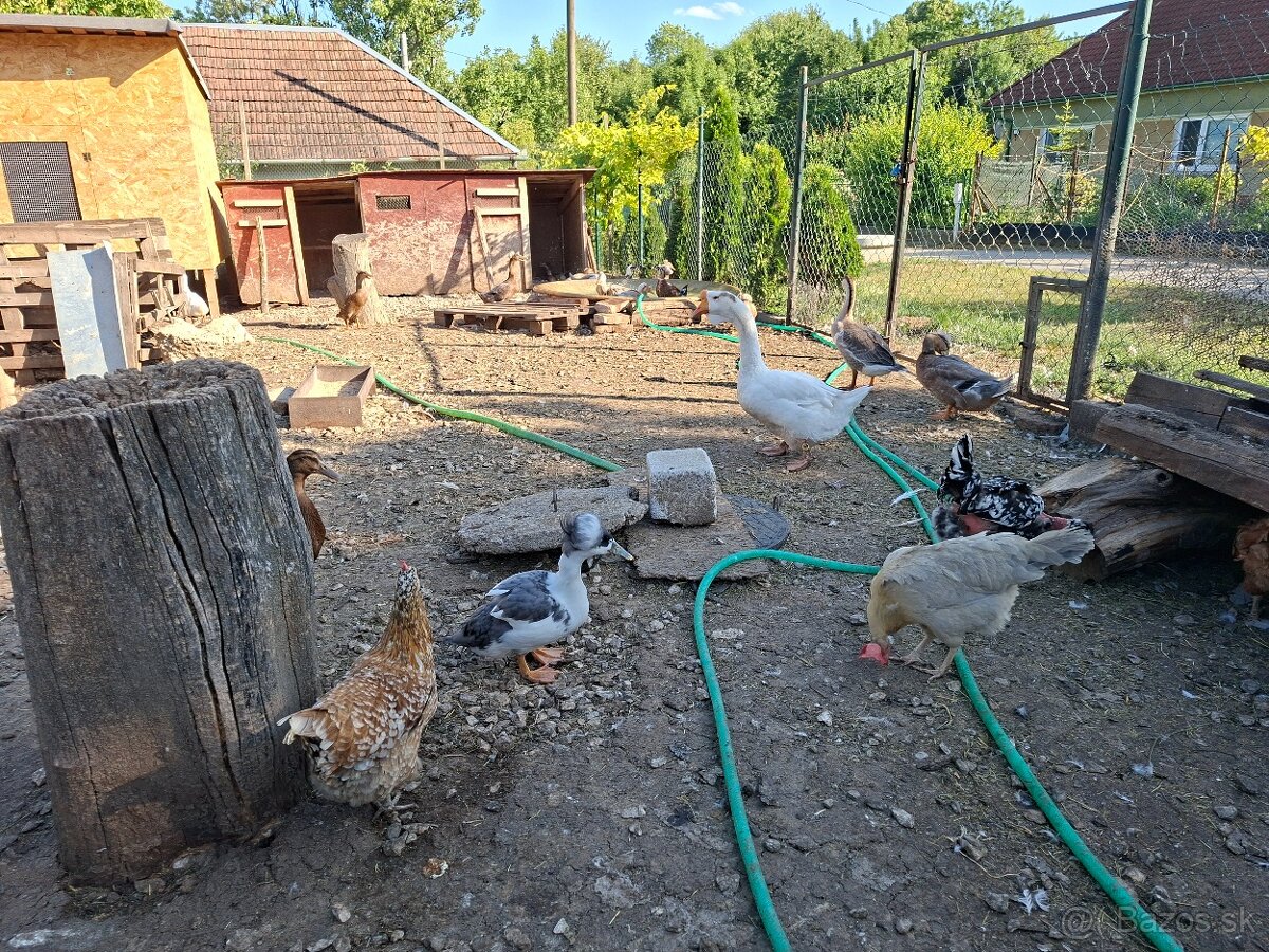 Predaj