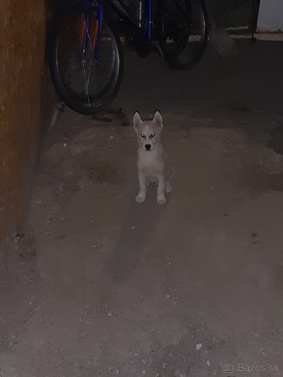 sibirsky husky