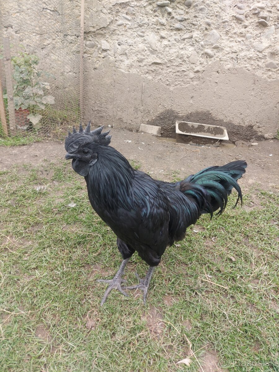 Ayam Cemani