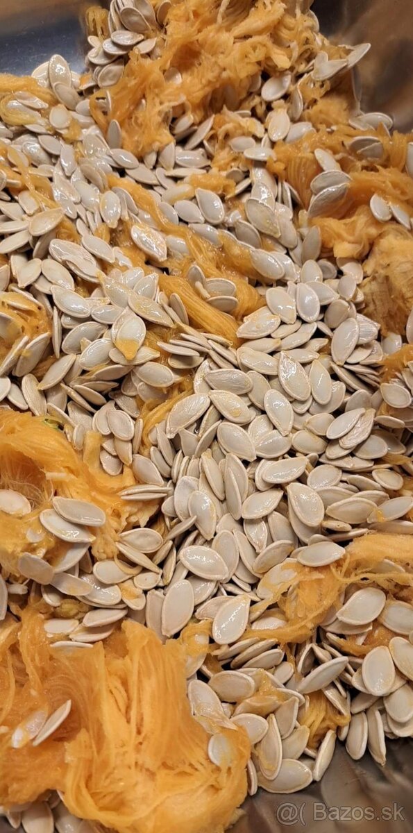 Tekvicove Jadierka . neumývané ručne vybrane