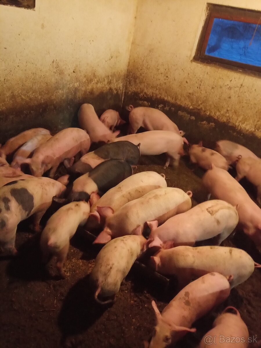 Predám odstavčatá