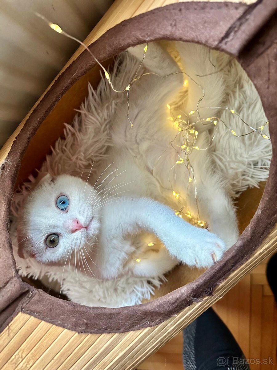 Skotka klapouchá koťata s pp