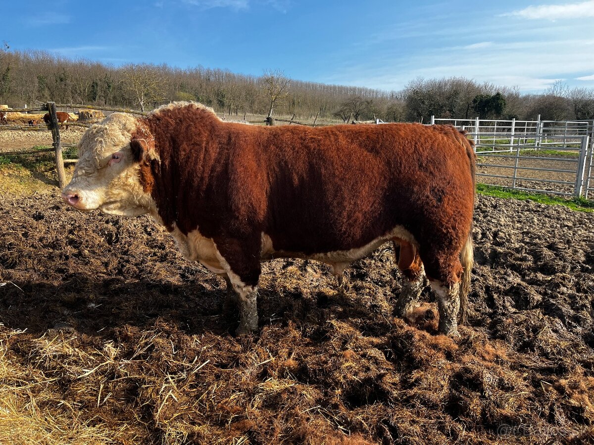 Plemenný býk Hereford