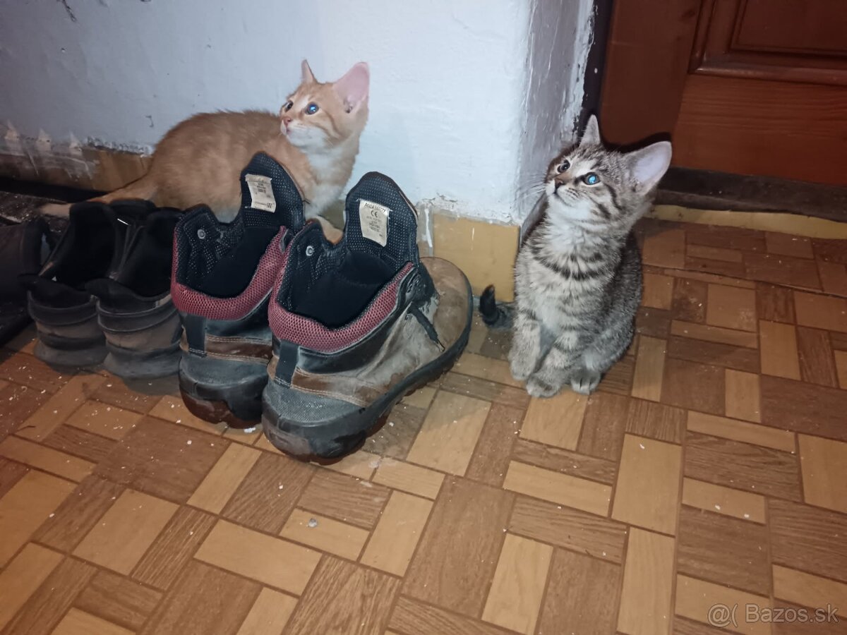 maciatka