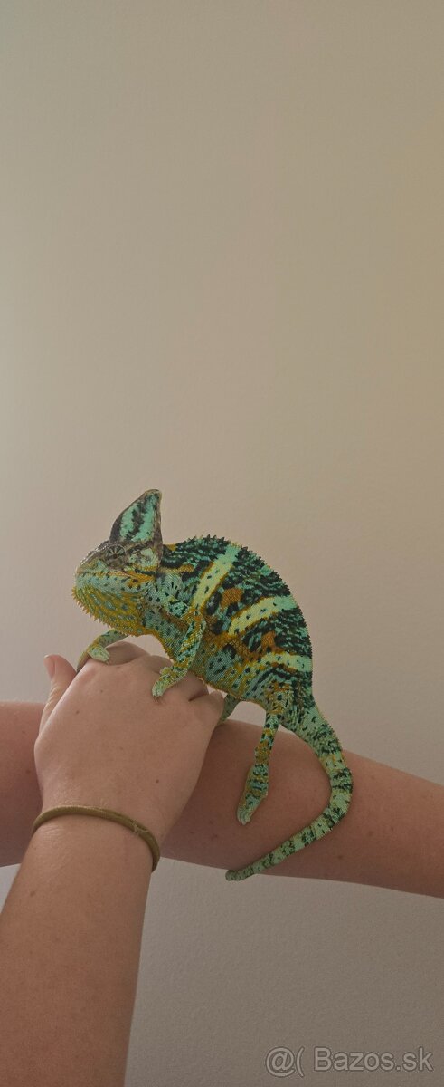 Chameleón jemenský