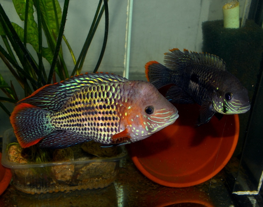 Aequidens rivulatus