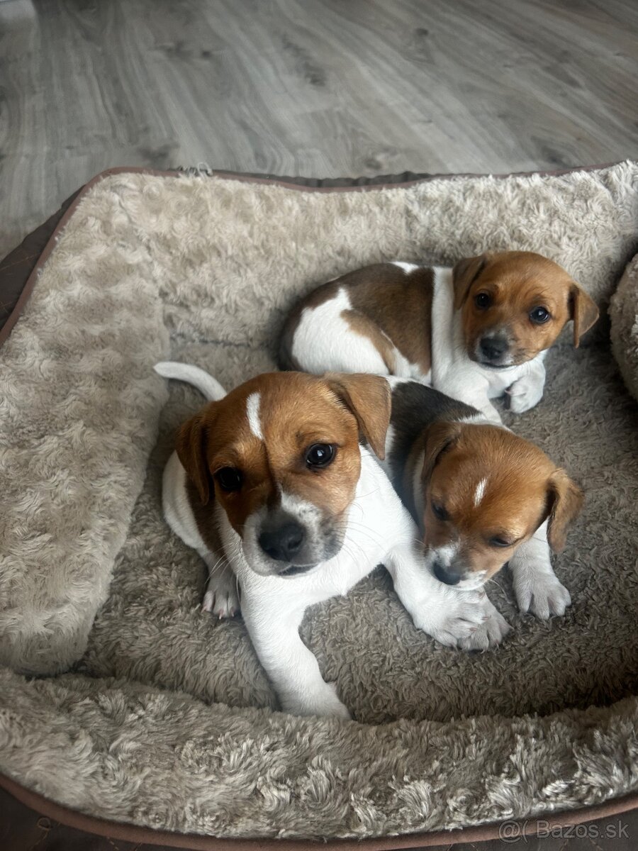 Jack russel terier