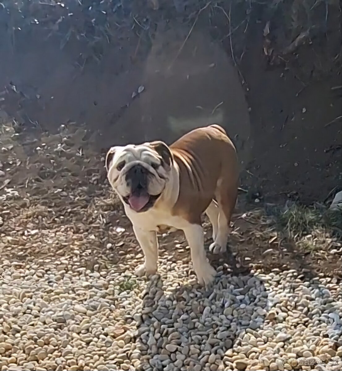 Anglický buldog s PP FCI