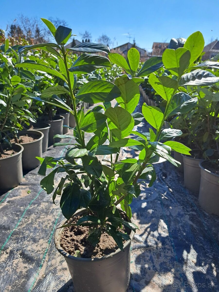 Prunus laurocerasus Novita - Vavrinovec