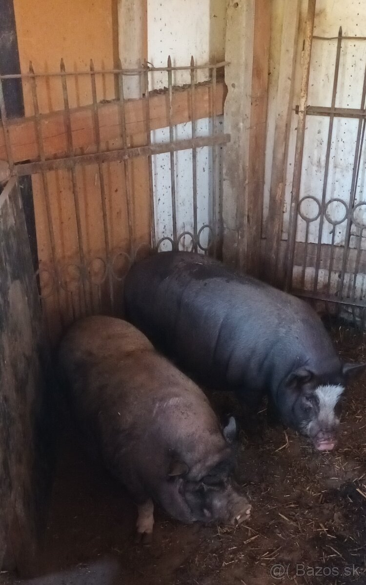 Eladó