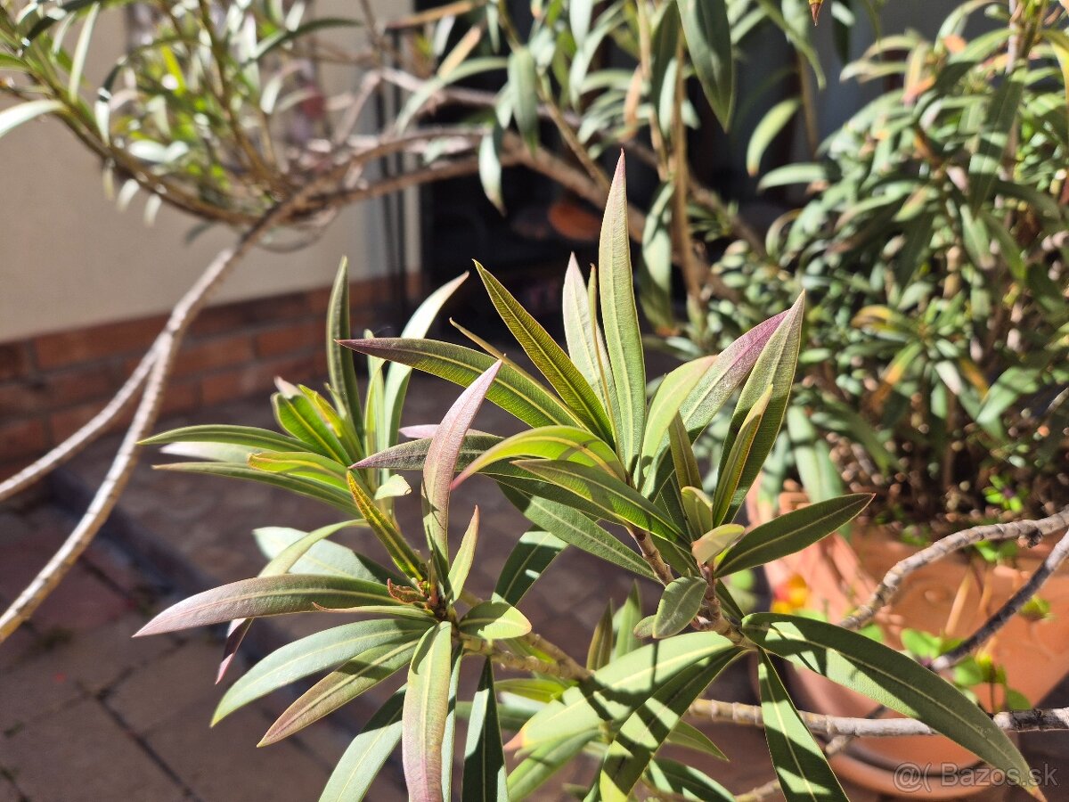 Oleander