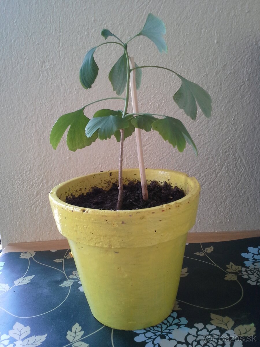 Ginko dvojlaločné-stromčeky/sadenice