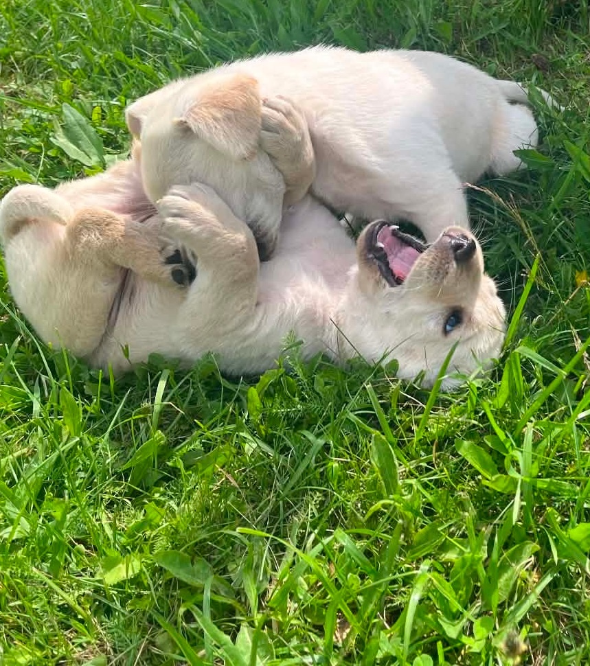 Šteniatko labrador