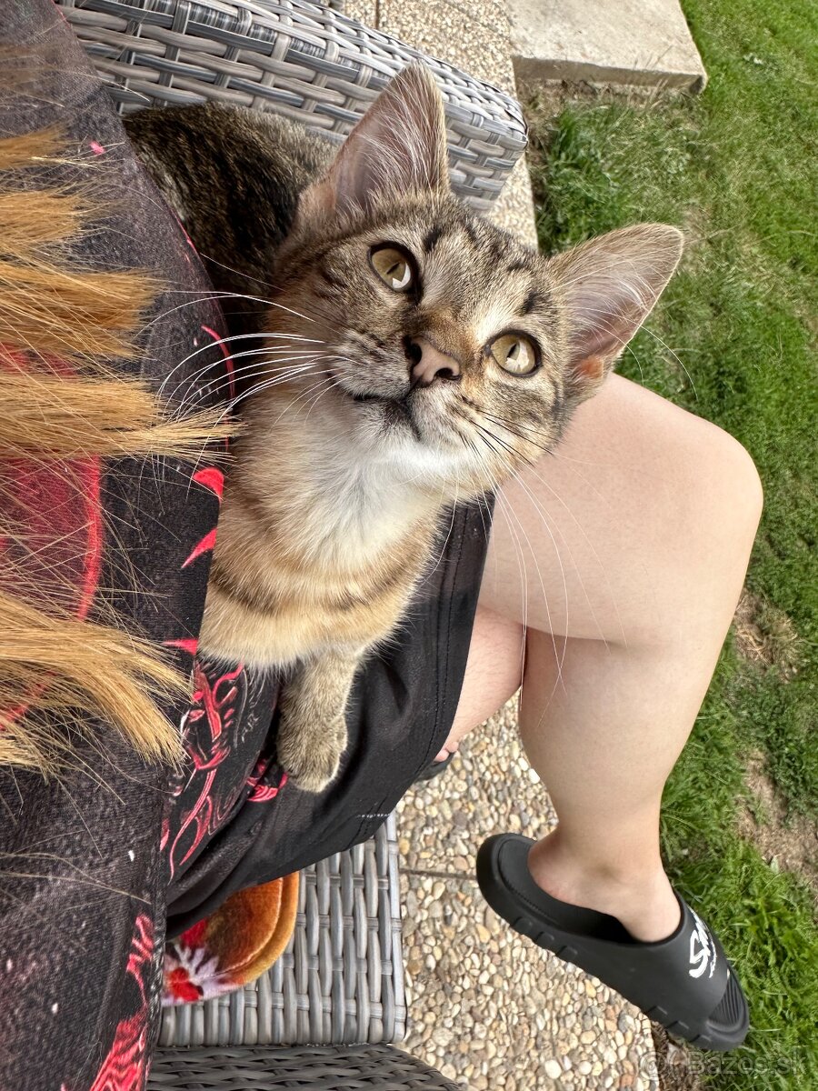 Hľadáme milujúci domov 🐱🩷