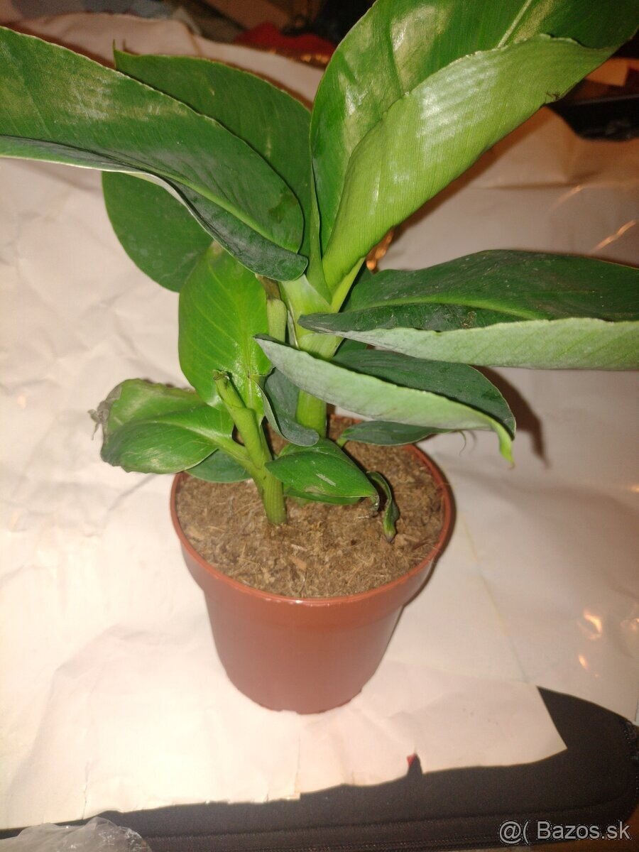 MUSA
