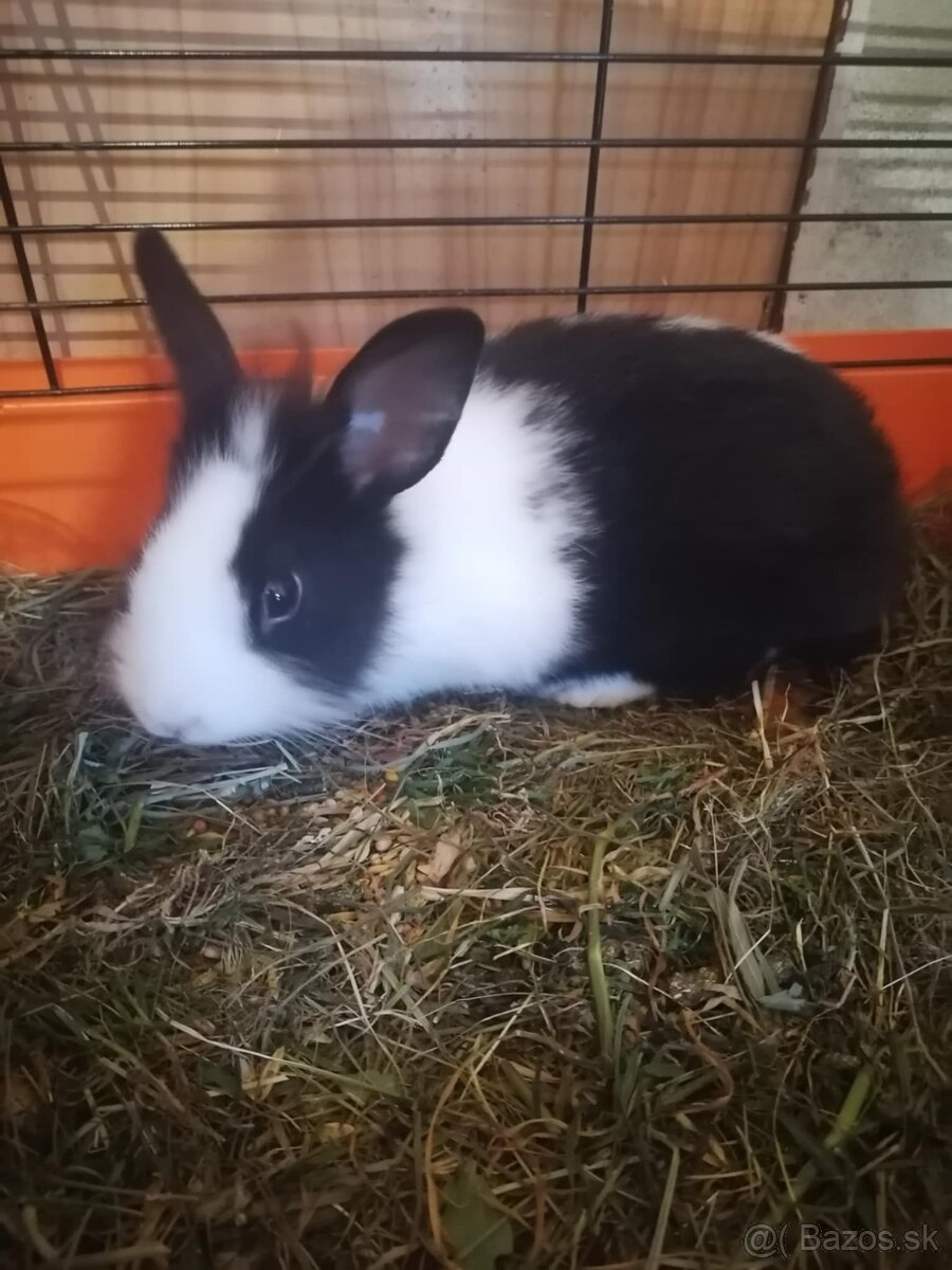 Králik