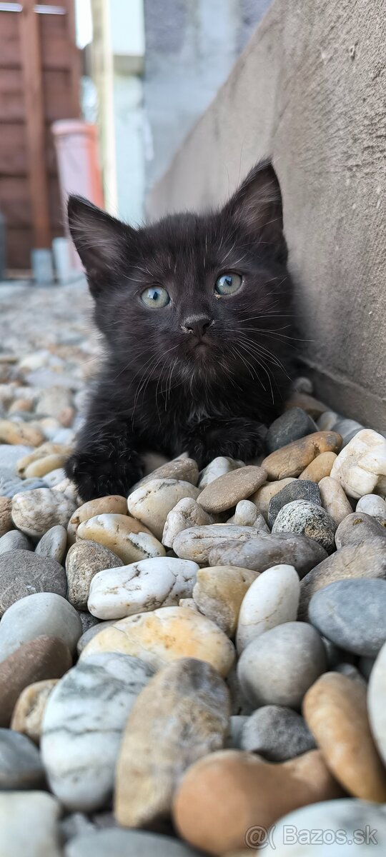 Darujem mačiatko do láskavých rúk - micka