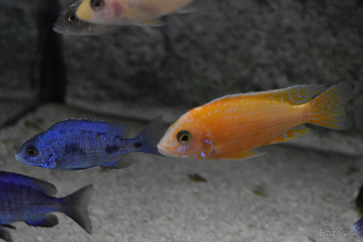 Aulonocara fire fish coral red