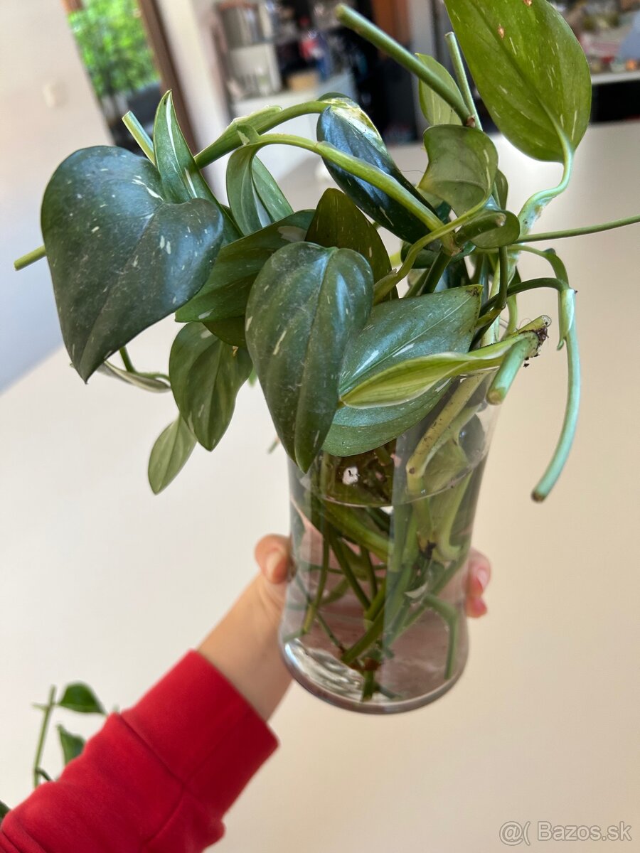 monstera standleyana