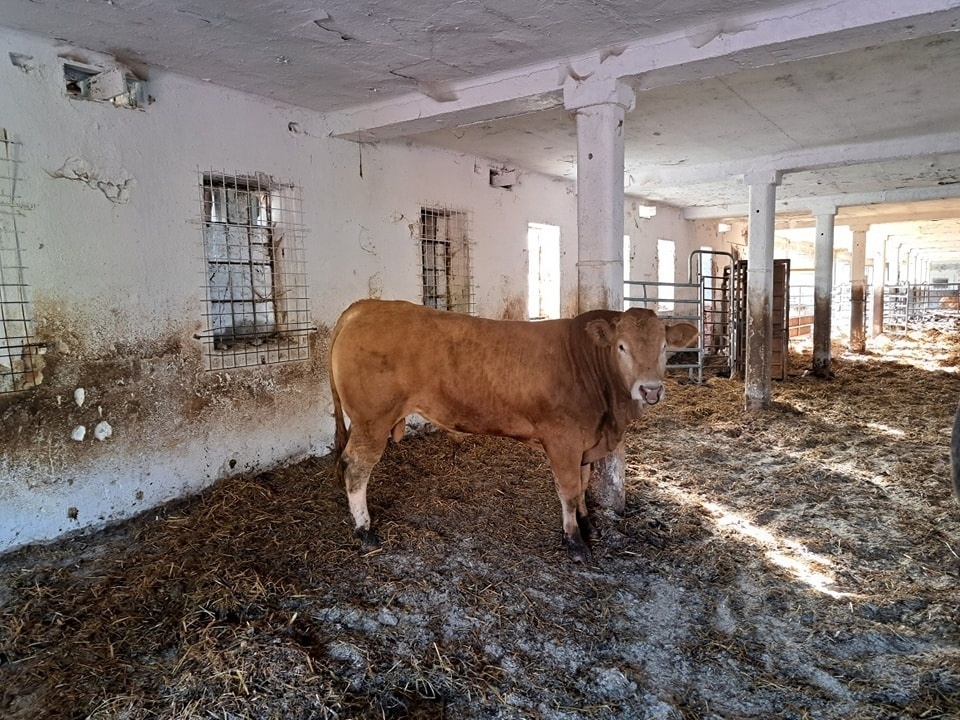 Plemenný býk Blonde