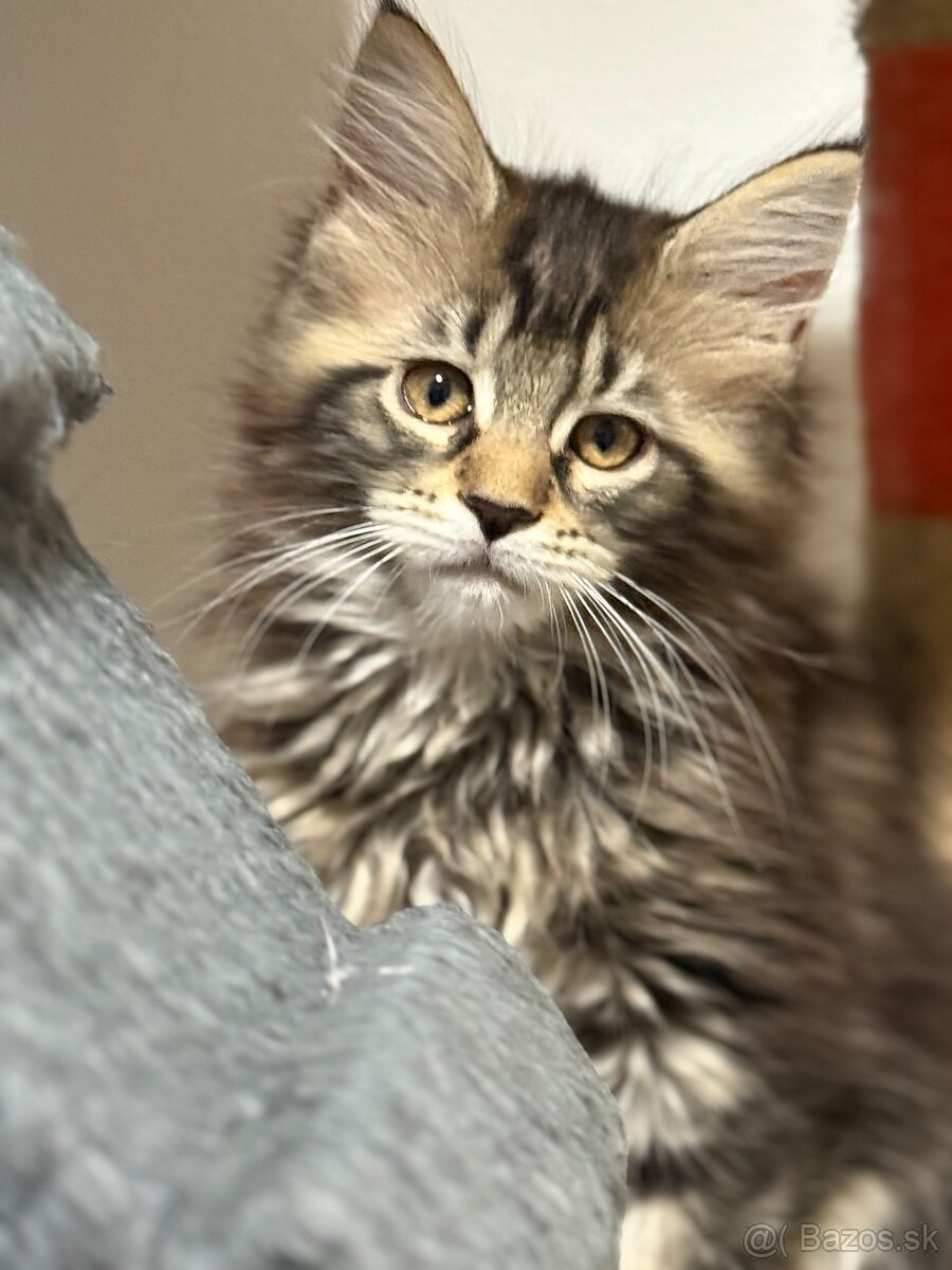 Maine coon
