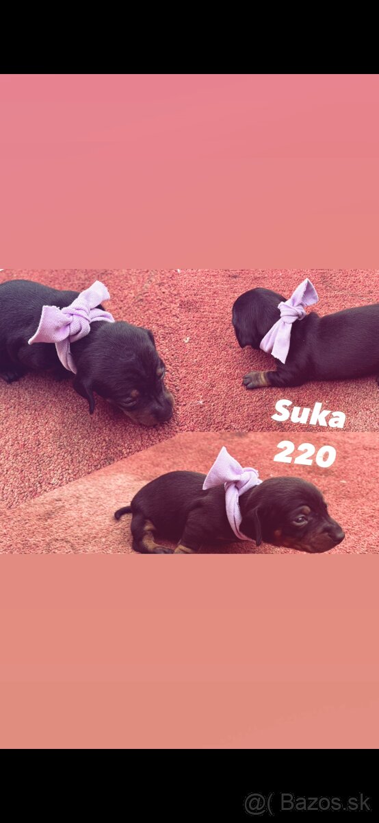 jazvecik trpaslici merle