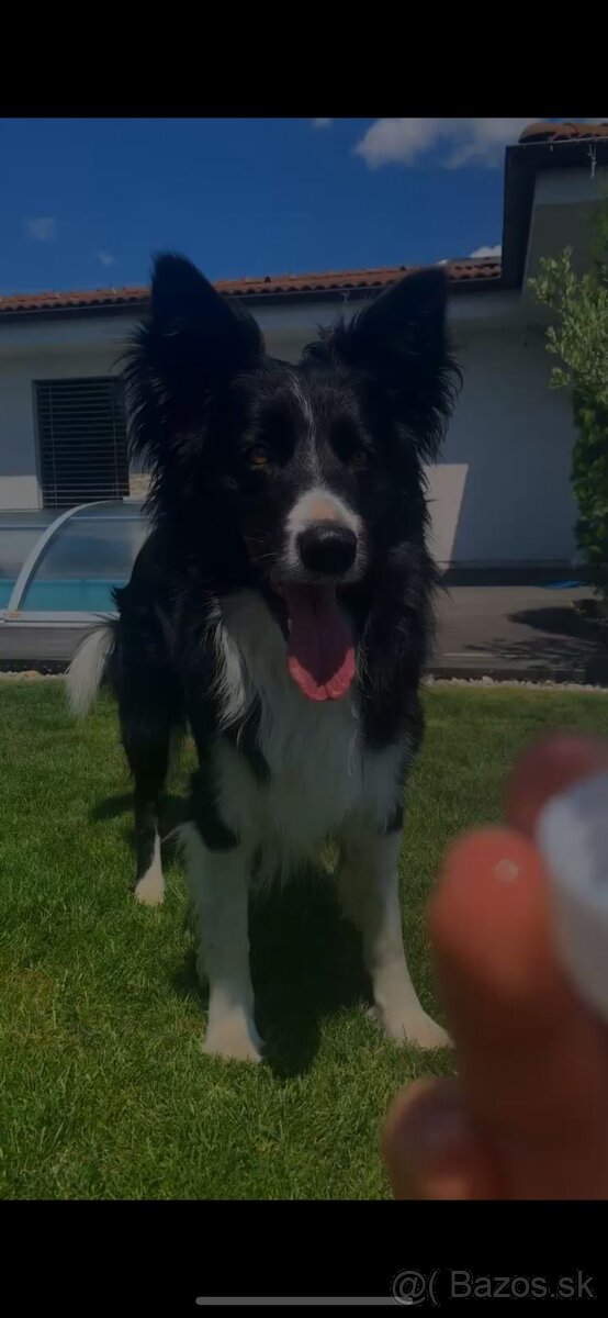 Ponuka psíka na krytie - border kólia