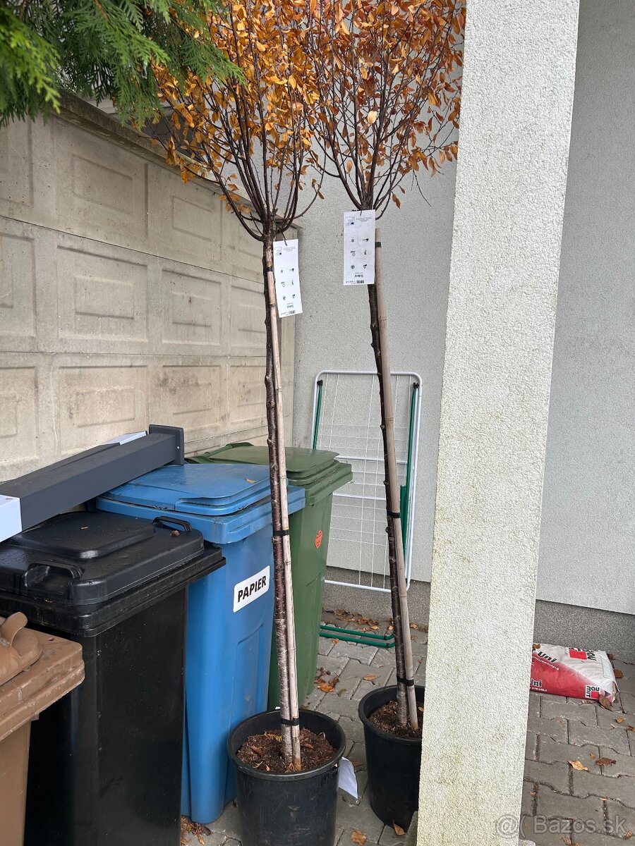 Okrasná višňa 190cm