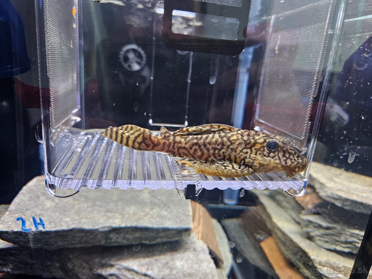 L 236 Super Yellow - dospelé