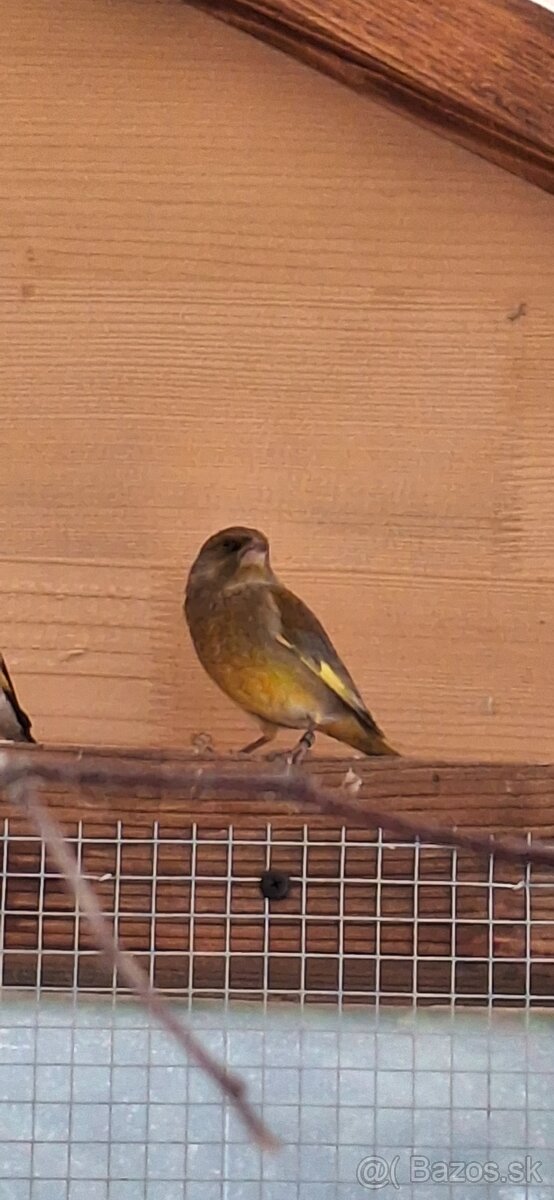 Stehlik zelený (zelienka)