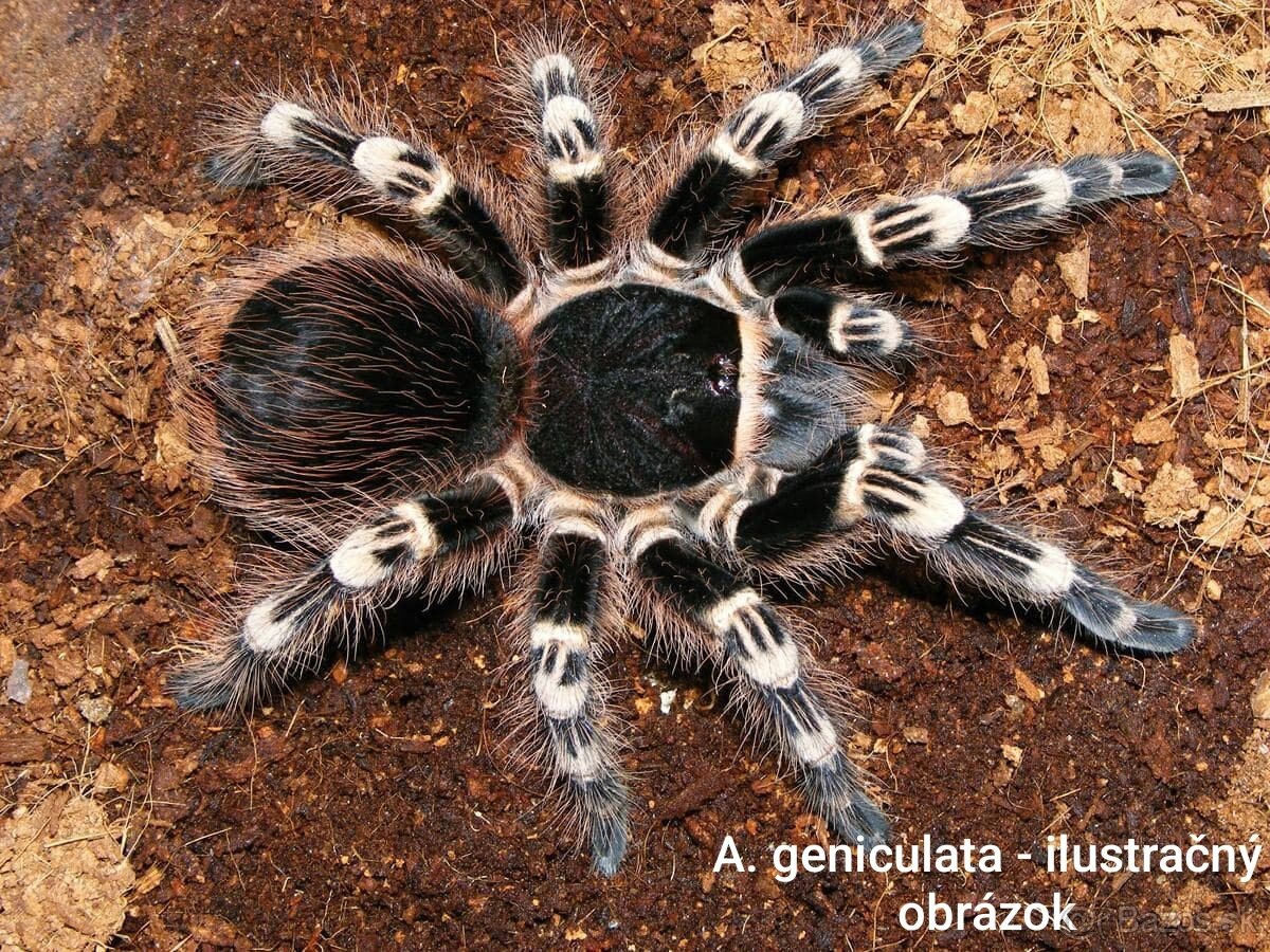 Vtáčkare, tarantuly, pavúky