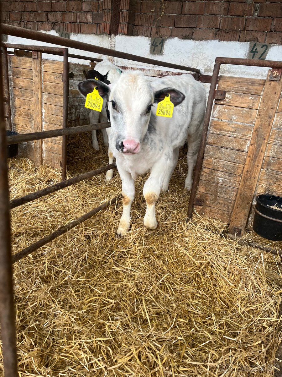 Práca