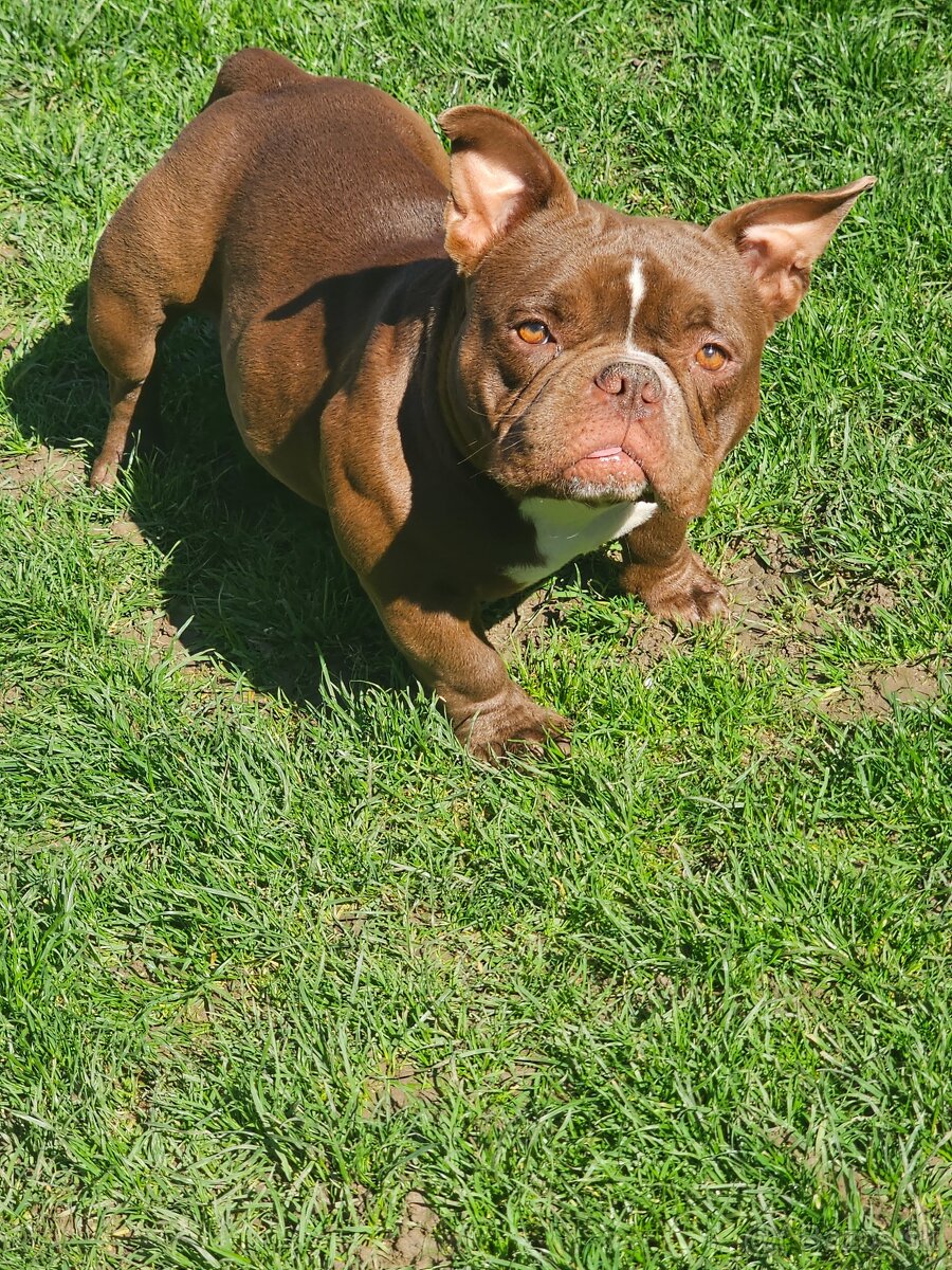 American bully nano psik aj fenka
