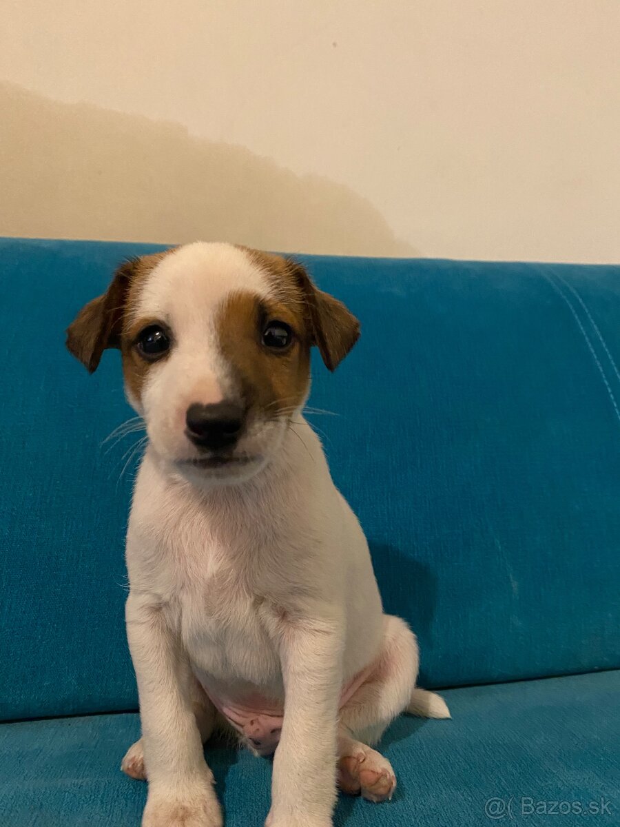Šteniatko Jack Russel terier