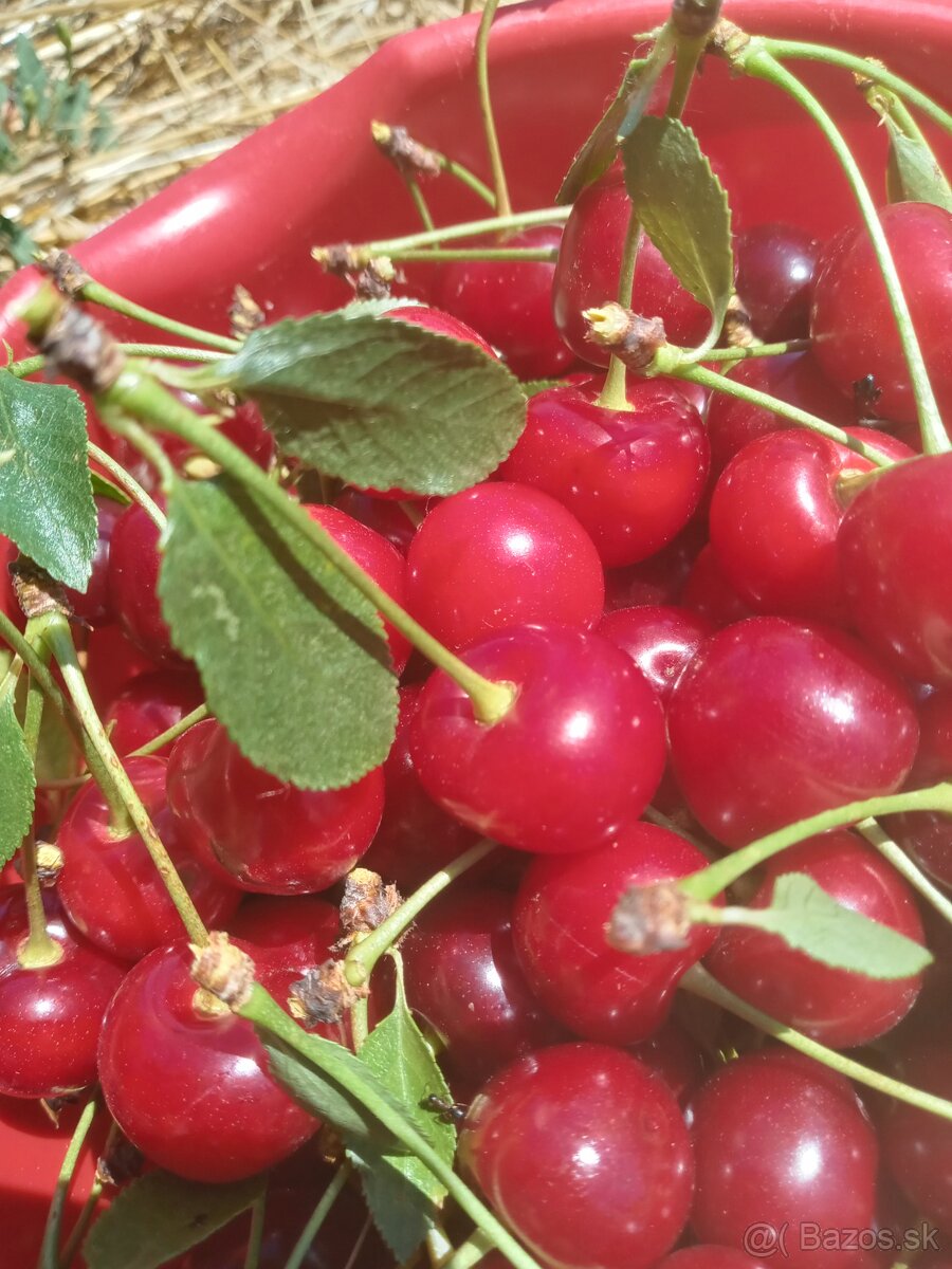 🍒🍒🍒Višne na predaj😋😘