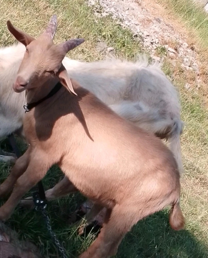 Capko